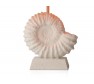 Ammonite Stone Effect Table Lamp Base Only